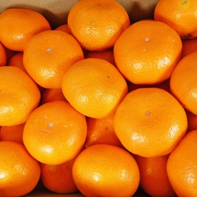 紀州有田みかん10kg(2Sサイズ・赤秀品)