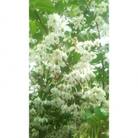 白花エゴの木　樹高約1m　18cmポット取扱説明書付き