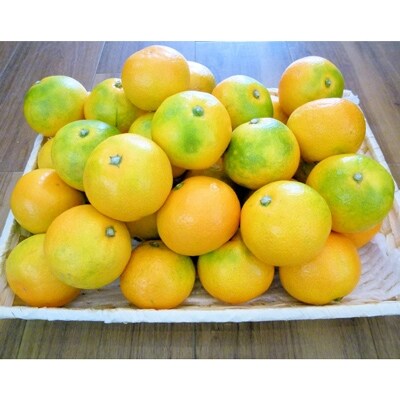 『濃厚な味のとろける美味しさ』 温州みかん 約5kg 和歌山産