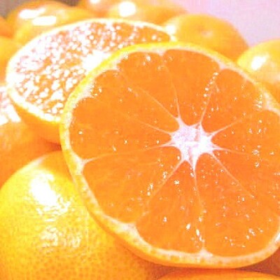 『濃厚な味のとろける美味しさ』 温州みかん 約10kg 和歌山産
