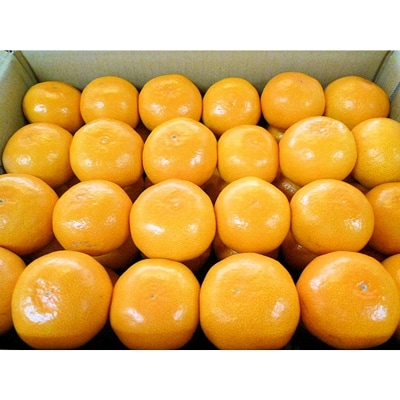 『濃厚な味のとろける美味しさ』 温州みかん 約10kg 和歌山産