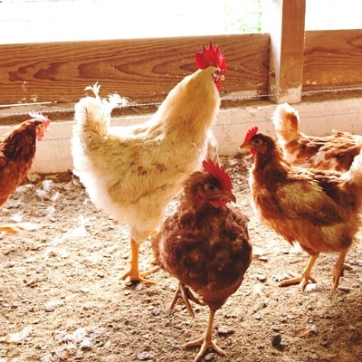平飼い鶏肉よくばり詰め合わせセット