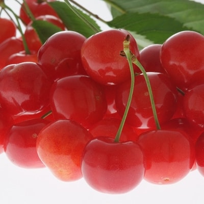 青森県南部地方のさくらんぼ紅秀峰(500g)化粧箱入り