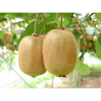 和歌山県産キウイフルーツ約2kg(サイズ混合)・秀品