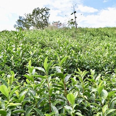 加茂自然農園 和CHAセット