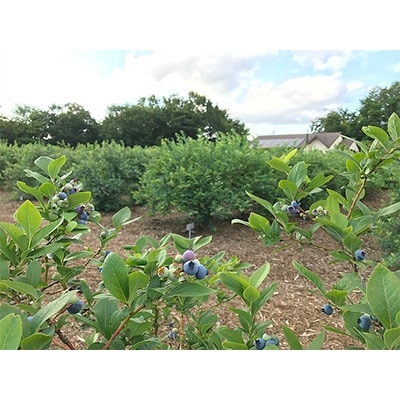 【栽培期間中農薬不使用】プレミアム大粒! 生ブルーベリー