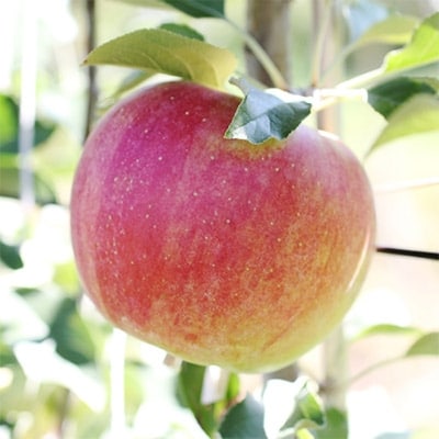 香りも良く食べやすい!長野県産シナノスイート(約3kg)秀品〈2025年10月中旬～11月中旬発送〉