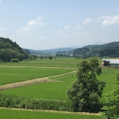 青森のさくらんぼ (佐藤錦) 1キロ バラ詰 