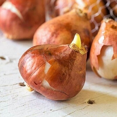 「正子のチューリッぷ園」の球根 5品種以上 計30～35個　詰合せ