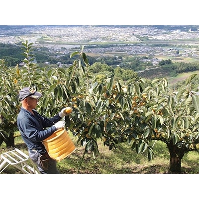柳フルーツ園のたねなし柿　5kg