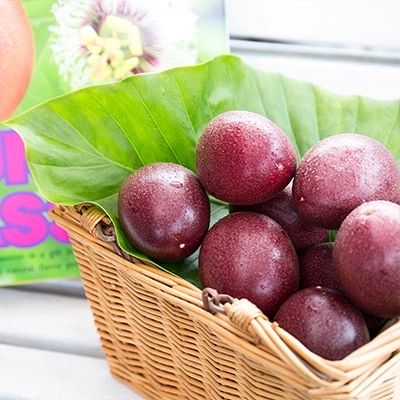 【さとふる限定】奄美大島産パッションフルーツ 約1.0kg (12玉)  【秀品】