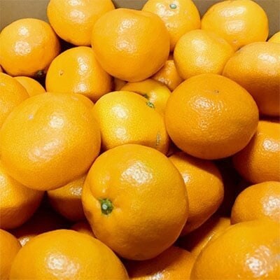 【12月発送】厳選!濃厚有田みかん　10kg