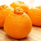 和歌山有田の濃厚大玉デコポン　12～15玉(約5kg)