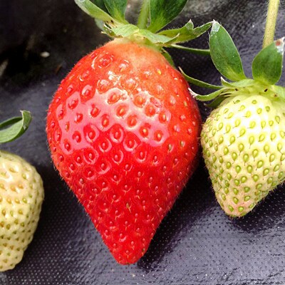 (地元ブランド)あまおうイチゴ2パックセット(12粒入り×2パック)