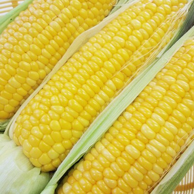 安田商店の朝採りとうもろこし(ホワイト、イエロー詰合せ(小))