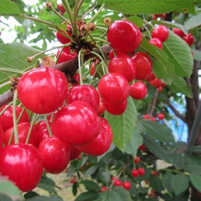 さくらんぼ「紅てまり」(M　500g×3パック)