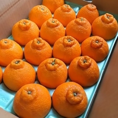 【まごころ手選別】有田の不知火(しらぬひ) 5kg(12玉～18玉) | ふるさと納税のお礼品