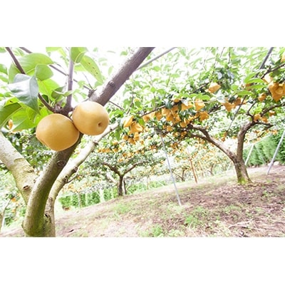 野菜ソムリエが育てた九州・大分県杵築産　豊予農場の優品「新高梨」5kg(4～12玉)