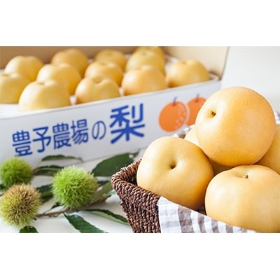 野菜ソムリエが育てた九州・大分県杵築産 豊予農場の特選「新高梨」10kg(5kg×2箱)8～20玉