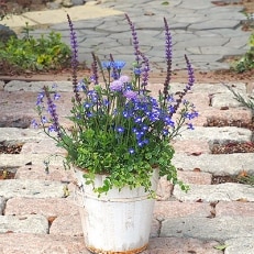 季節のお花寄せ植え(ウッド白鉢)