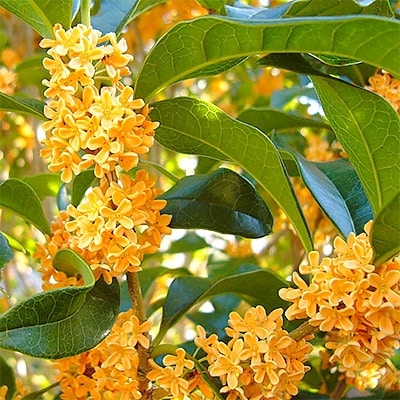 キンモクセイの鉢植え(茶プラ角鉢)