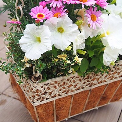 ゆらゆらブランコの寄せ植え