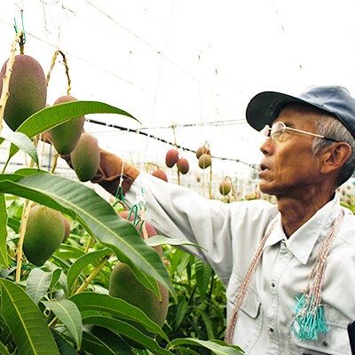 マンゴー栽培の第一人者 庄野さん の完熟指宿産マンゴー 2 3玉800g前後 お礼品詳細 ふるさと納税なら さとふる マンゴー栽培の第一人者 庄野さん の完熟指宿産マンゴー 2 3玉800g前後 お礼品詳細 ふるさと納税なら さとふる