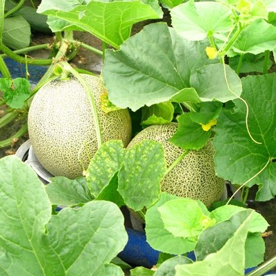 北海道森町産赤肉メロン2~3玉入り(1箱4kg前後)
