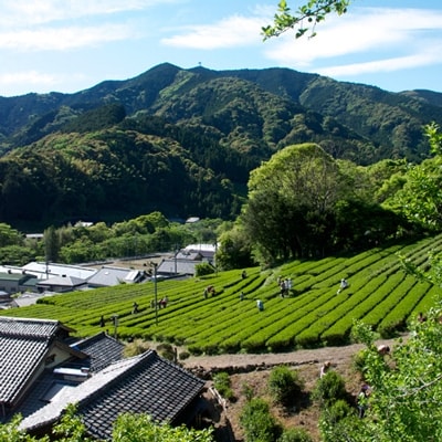 高級煎茶2本セット「和の茶」　(有機JAS)