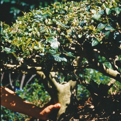 高級煎茶10本セット(有機JAS)