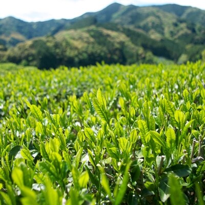 上煎茶A10本セット(有機JAS)
