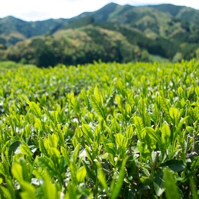 上煎茶A20本セット(有機JAS)