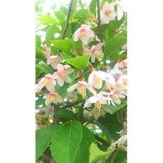 紅花エゴノキ　ピンクチャイム　樹高約1m　取扱説明書付き