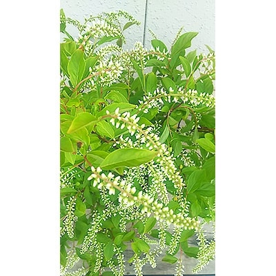 コバノズイナ(紅葉木)取扱説明書付き