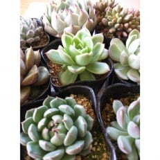 多肉植物エケベリア12種類 おまかせセット | ふるさと納税のお礼品