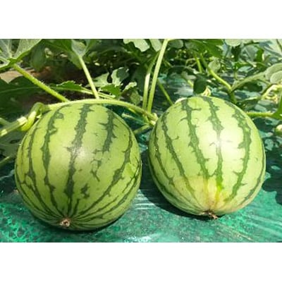 ひかりの小玉すいか「ひとりじめ」(4玉又は5玉入り)