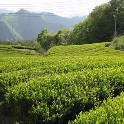 【農薬不使用】朝来みどり お茶セット