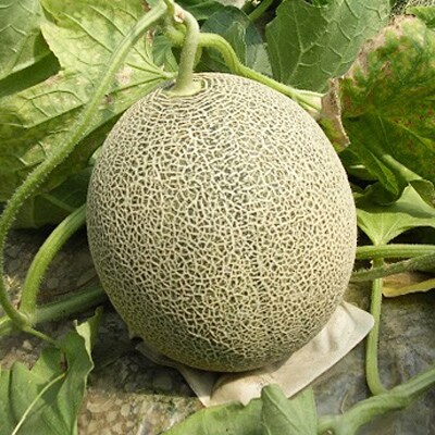 木村一夫さんのタカミメロン 5kg お礼品詳細 ふるさと納税なら さとふる 木村一夫さんのタカミメロン 5kg お礼品詳細 ふるさと納税なら さとふる