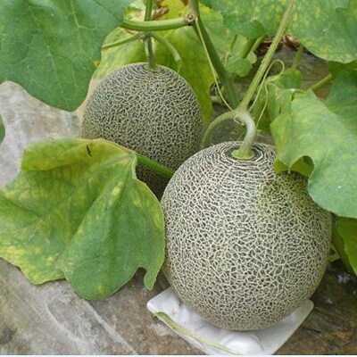 木村一夫さんのタカミメロン 5kg お礼品詳細 ふるさと納税なら さとふる 木村一夫さんのタカミメロン 5kg お礼品詳細 ふるさと納税なら さとふる