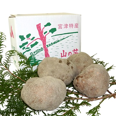 宮津やまのいも 2kg