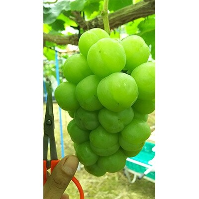 【特別栽培福岡県朝倉市産】　化粧箱　 ピオーネ、瀬戸ジャイアンツ セット(各1房)