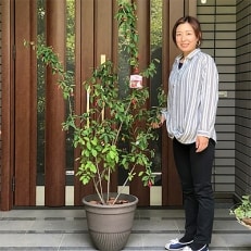 ジューンベリーの鉢植え(ブラウン鉢45cm) | ふるさと納税のお礼品