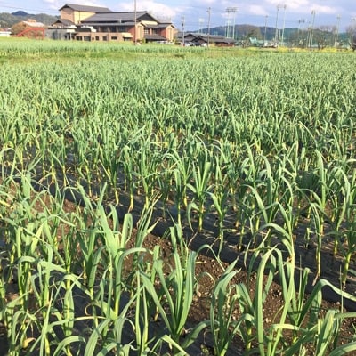 美濃山県元気ファームの厳選黒にんにく400g(200g×2袋)