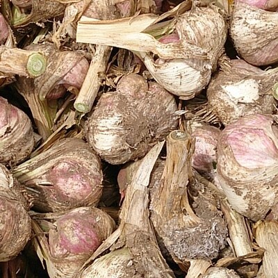 美濃山県元気ファームの厳選黒にんにく400g(200g×2袋)