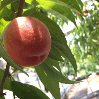 [産直]熊本の桃(ハウス栽培)約1.5kg　8玉～12玉:緑伸園の水蜜桃