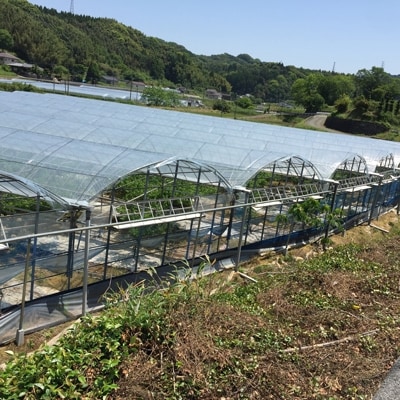 [産直]熊本の桃(ハウス栽培)約1.5kg　8玉～12玉:緑伸園の水蜜桃