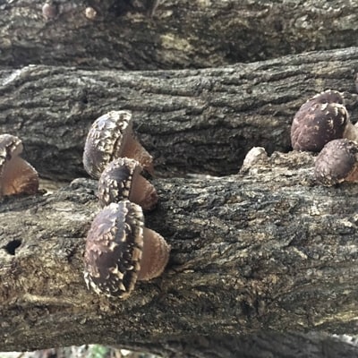 大分県産椎茸ハイクラスセット