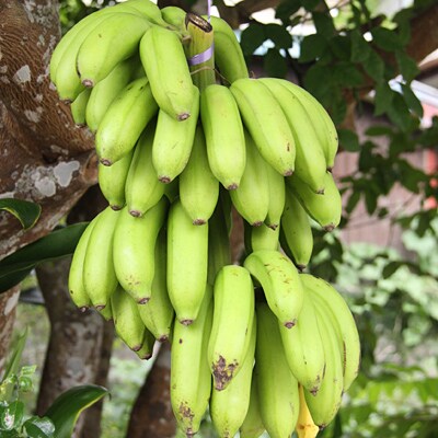 奄美大島産　島バナナ(小笠原種)