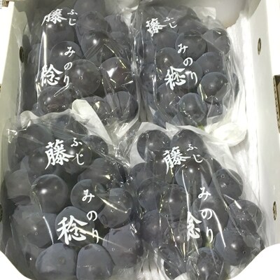 大粒ぶどう「藤稔」約2kg