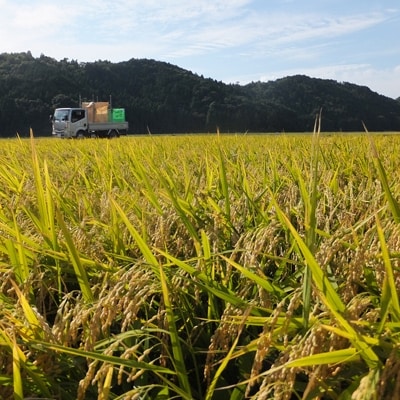 滋賀県産 低農薬栽培 ミルキークイーン 玄米5kg×3袋 令和6年産
